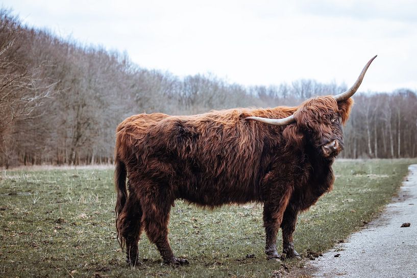 Schotse Hooglander - Amsterdamse Bos van Photography by Cynthia Frankvoort
