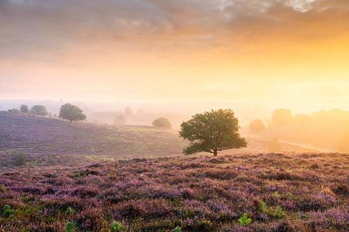 Colourful sunrise and purple heather on Posbank by Sander Grefte