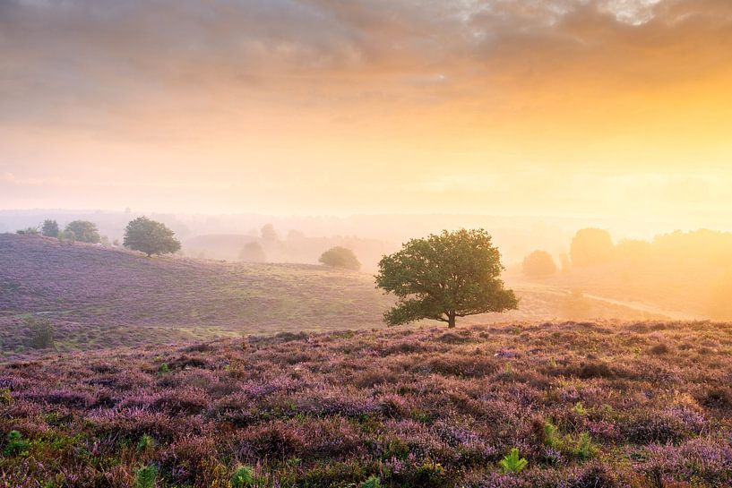 Lever de soleil coloré et bruyère violette sur Posbank par Sander Grefte