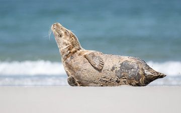 Grijze zeehond van Jochen Maes