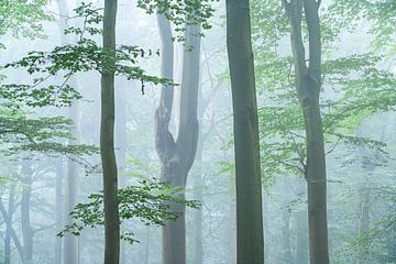 Durch die Bäume - Rijs, Friesland von Rudy Wagenaar