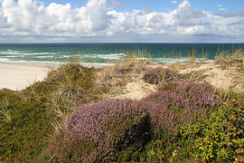 Heidezauber am Meer – Fotografie von Nordlicht Atelier