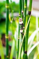 Close Bamboo