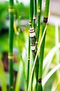 Close Bamboo von vdBrink Miniaturansicht