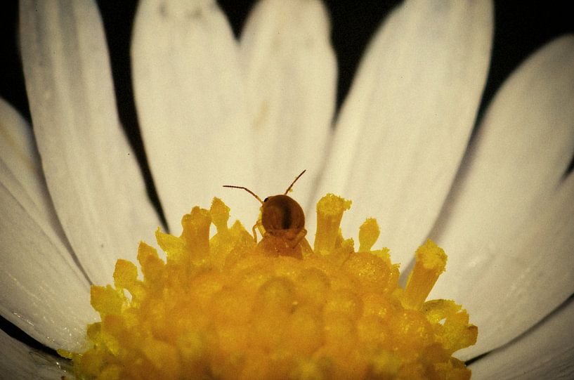 bladluis op madeliefje par Thomas Spaans