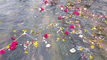 Blumen auf See von Eye on You