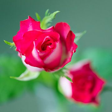 close-up van klein rood roosje van anton havelaar