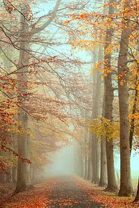 Herbststimmung in einem Wald mit Nebel