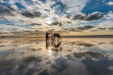 Paardenmenner op het strand van Ault, Picardie, France bij laag tij en in het tegenlicht van de zon. van Harrie Muis