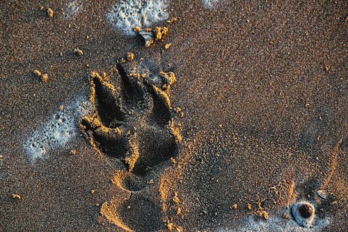 hondenpoot in het zand