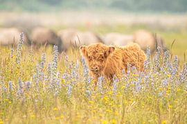 Schottischer Highlander von Manon Van Holten