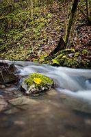 Torrent
