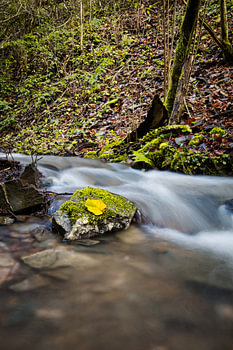 Wildbach