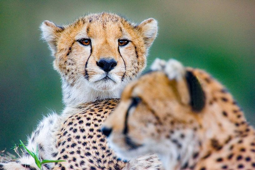 2 cheetah broers van Peter Michel