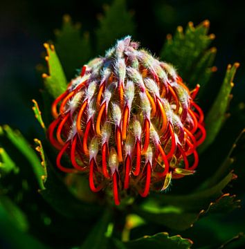 Rode Suikerbos knop (Protea) Close-up van Lieuwe J. Zander