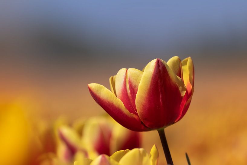 Bijna uitgebloeide rood met gele tulp van Miranda Heemskerk
