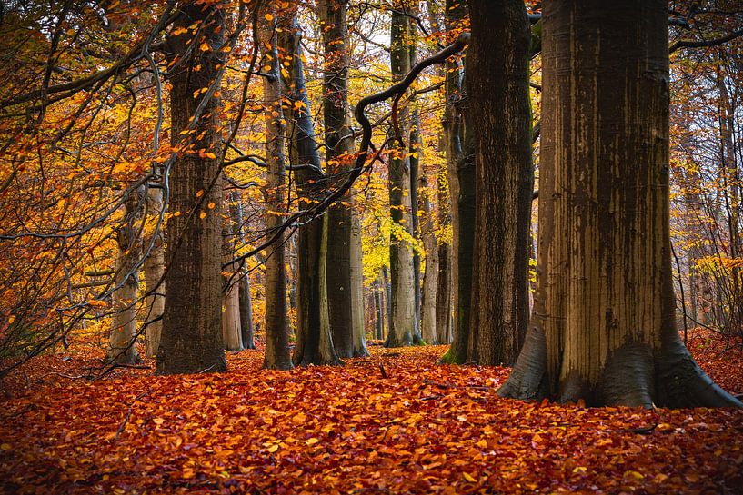 Kapwälder von Gerard Glavimans