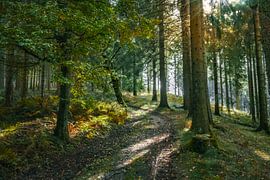 The Enchanted Forest - 1 by Vos Photography