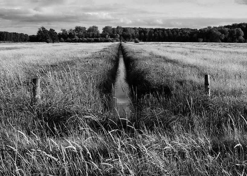 Ditch and meadow in black and white by Henk van Mourik