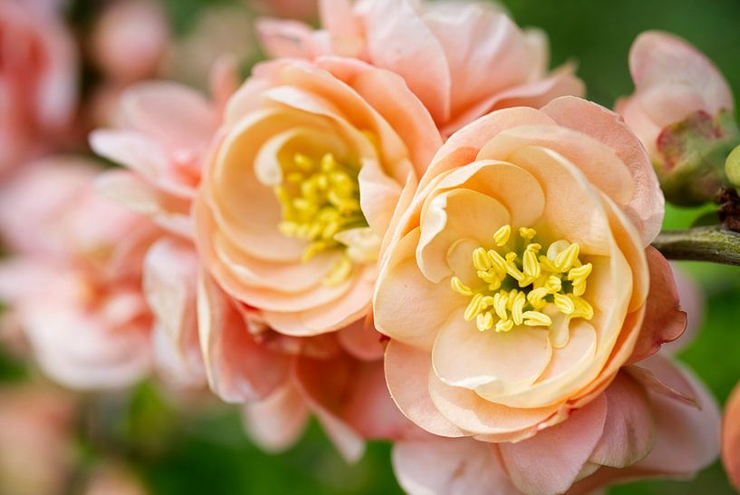 Pfirsich Quitte Blume Cluster Makro von Iris Holzer Richardson