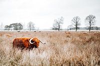 Highlander écossais dans un paysage de tourbière