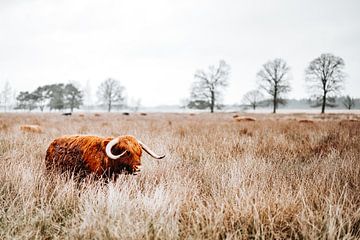 Schotse Hooglander in Veenlandschap van Dennis Venema