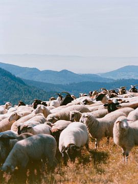 Black Forest mountain sheep van Laura Knipsael