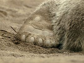 Berenpootje sur P van Beek