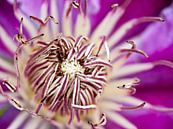 Clematis, het hart van Jessica Berendsen thumbnail