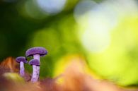 paarse paddestoeltjes in een sprookjesachtig kleurrijk herfsttafereel van Jessica Berendsen thumbnail