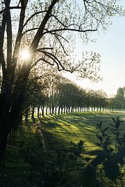 Käppnerweg im Frühling von Faszination Fürth