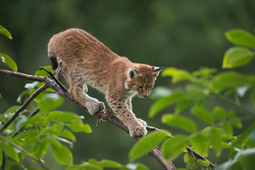 Luchs, Eurasischer Luchs (Lynx lynx), junger Luchs klettert gekonnt über einen dünnen Ast, trainiert von wunderbare Erde