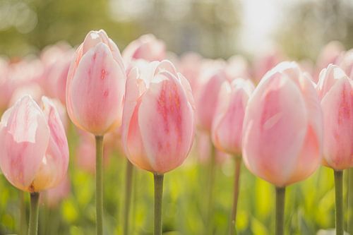 Pink tulips in backlight in the morning