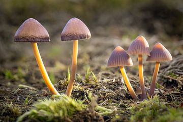 The Secret of the Spores by Jos Crooymans