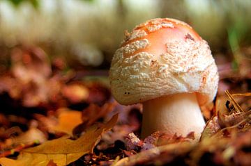 Herfst von Frouwkje Fotografie