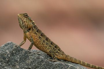 Oriental Garden lizard Sri Lanka by Lex van Doorn