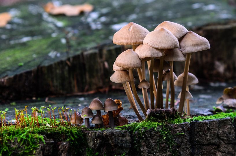 Padestoelen by Jurgen Hermse