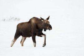 Moose ( Alces alces ) in winter, walking through deep snow by wunderbare Erde