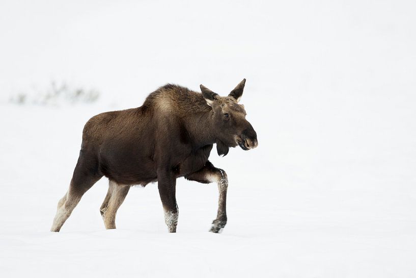 Moose ( Alces alces ) in winter, walking through deep snow par wunderbare Erde