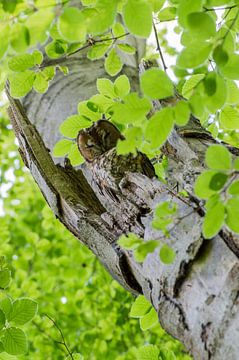 Tawny Owl by Danny Slijfer Natuurfotografie