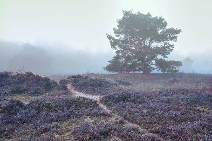 Dunes de Zeegser dans la brume avec pin vert et sentier par R Smallenbroek