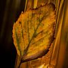 Yellow autumn leaf by Saskia Schotanus