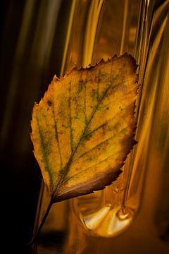 Yellow autumn leaf by Saskia Schotanus