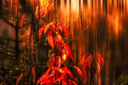Autumn fire by Christine Nöhmeier