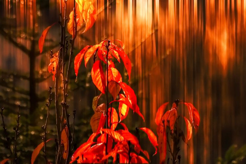 Autumn fire by Christine Nöhmeier