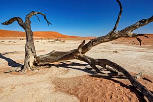 Le Deadvlei en Namibie