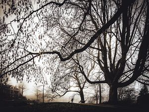 Forêt mystérieuse avec brume