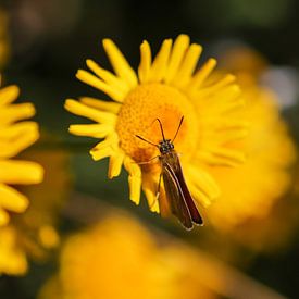 Lulworth skipper on a yellow flower by Reiner Conrad