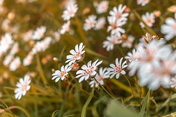 Sternmiere - Stellaria holostea von Mixed media vector arts