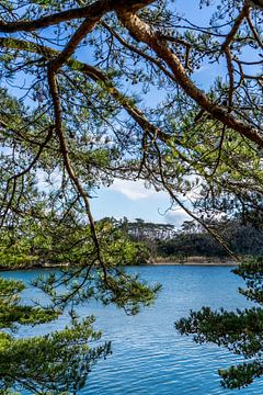 Pine trees on the Japanese coast by Joost Potma